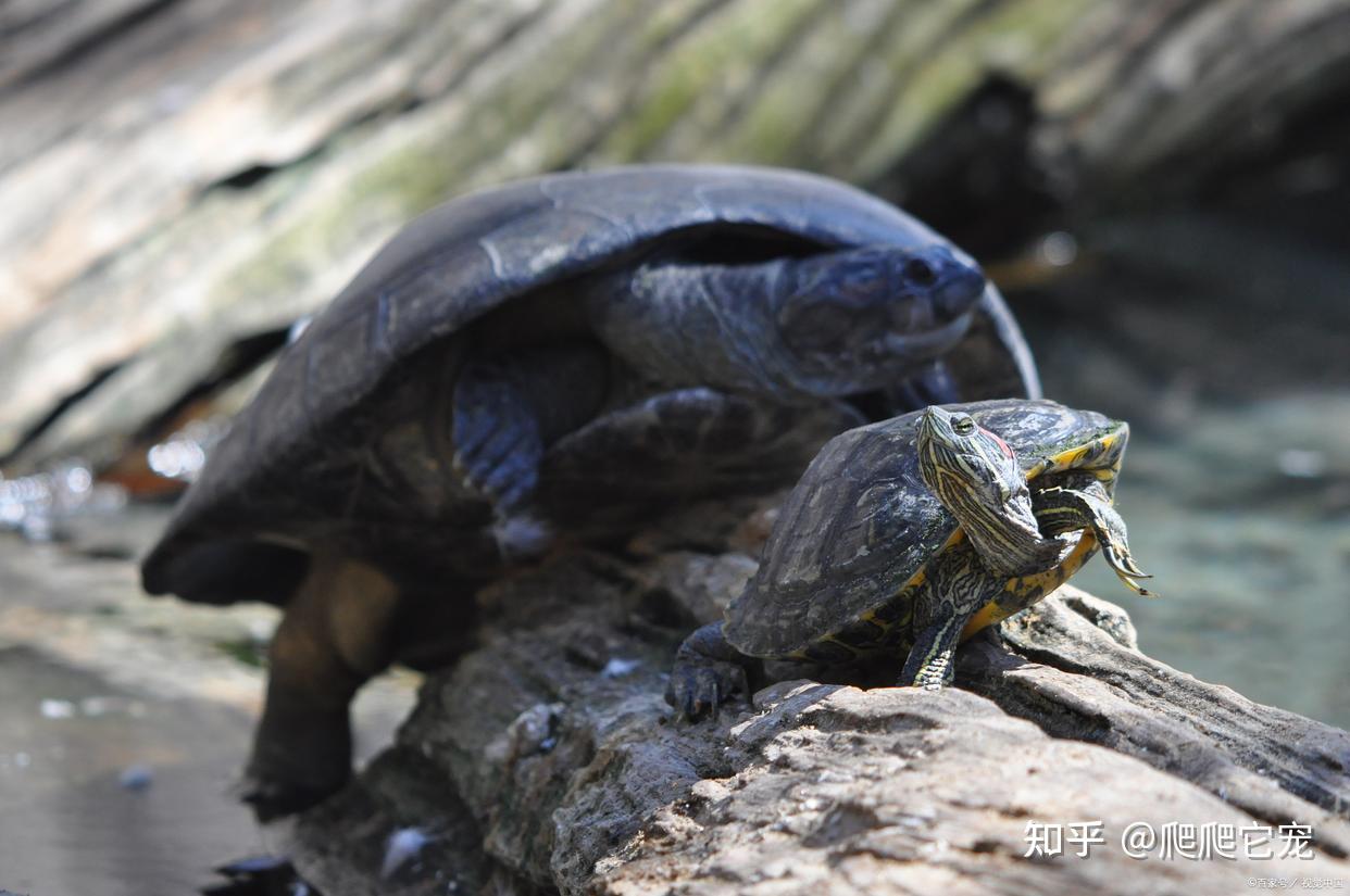 巴西龟你买对了吗？它才是真正的原装“巴神” - 知乎
