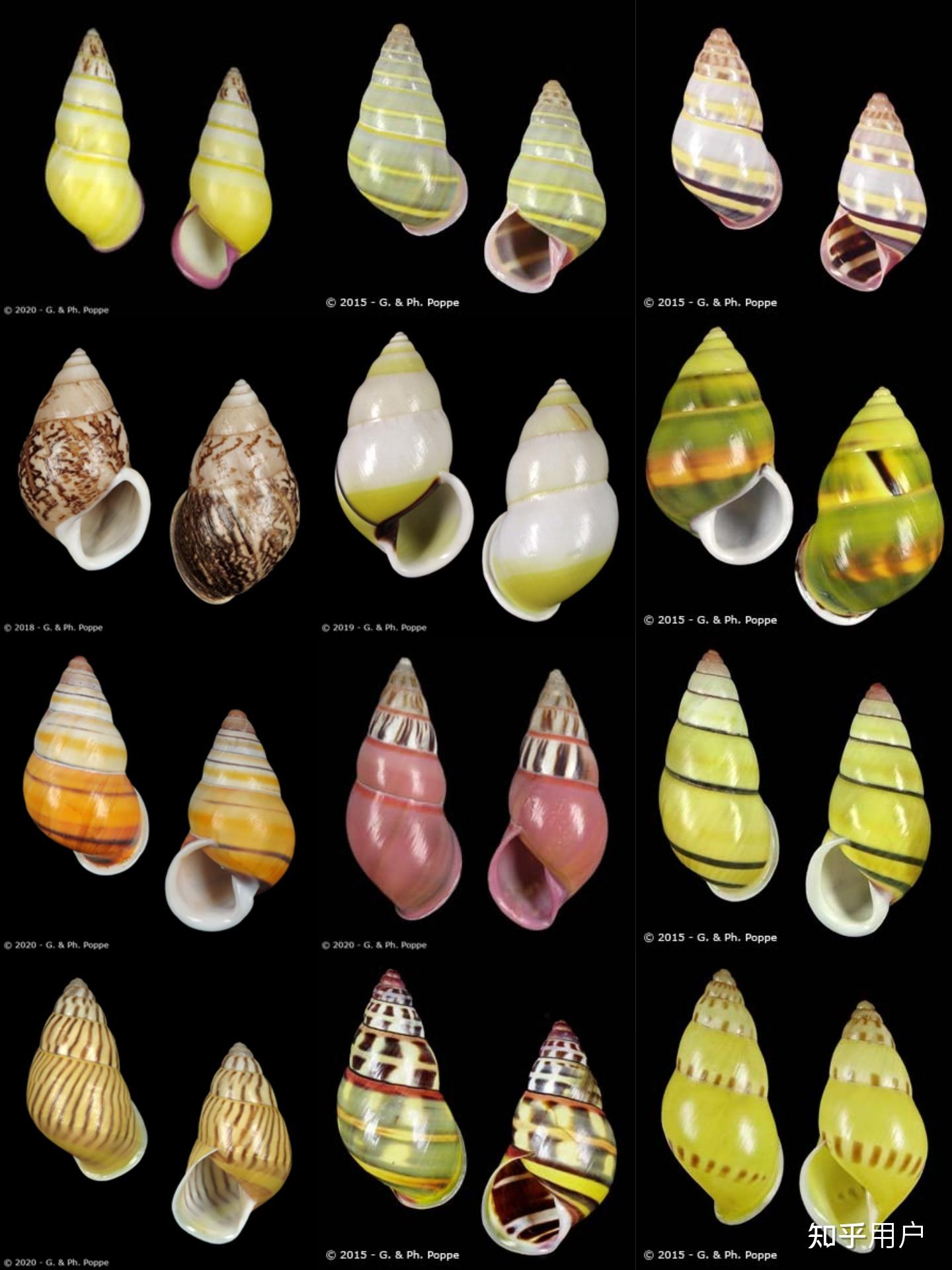 这是究竟什么螺?