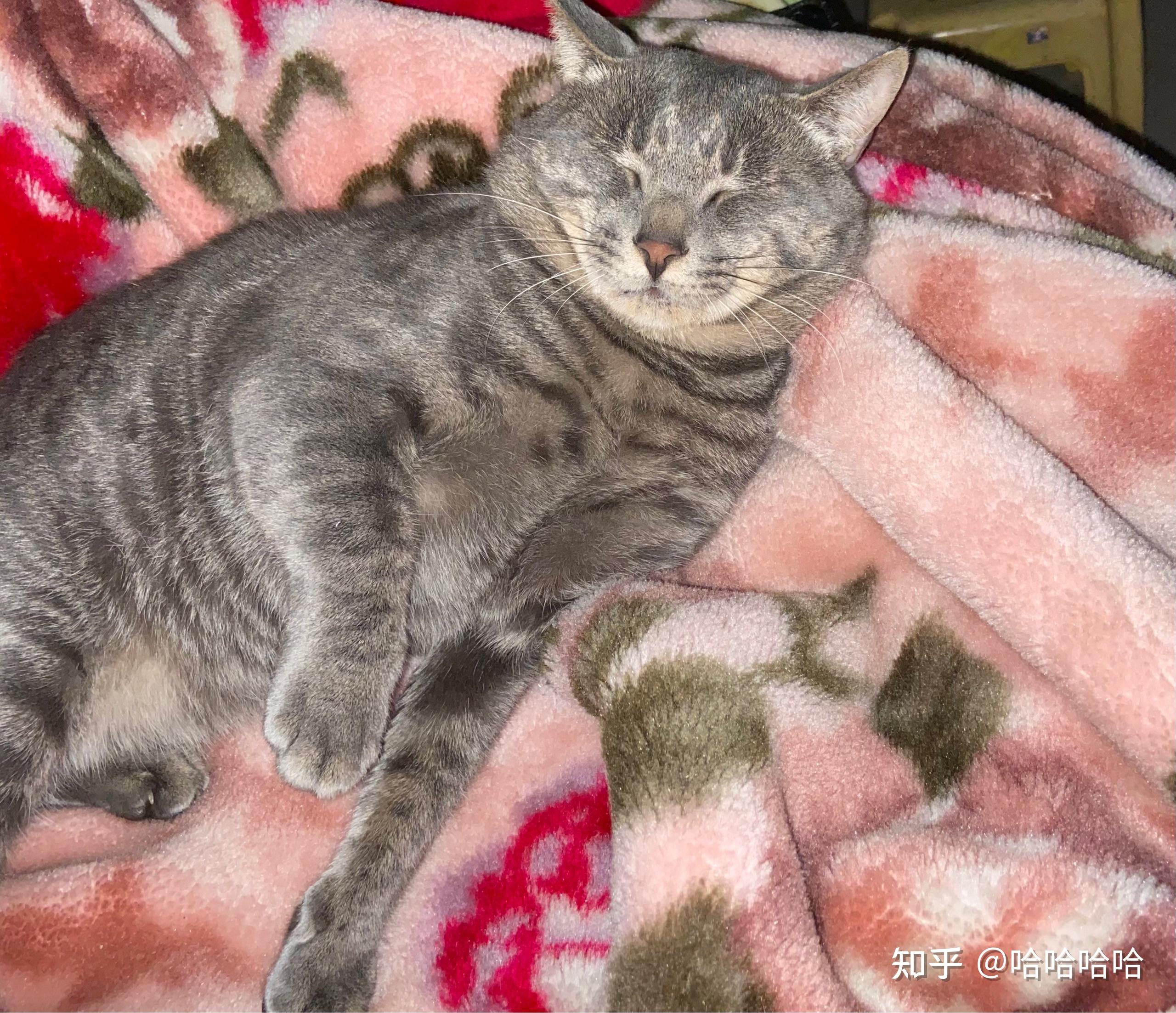 灰色狸花猫罕见吗? - 知乎