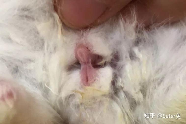 怎么看兔子是公的还是母的