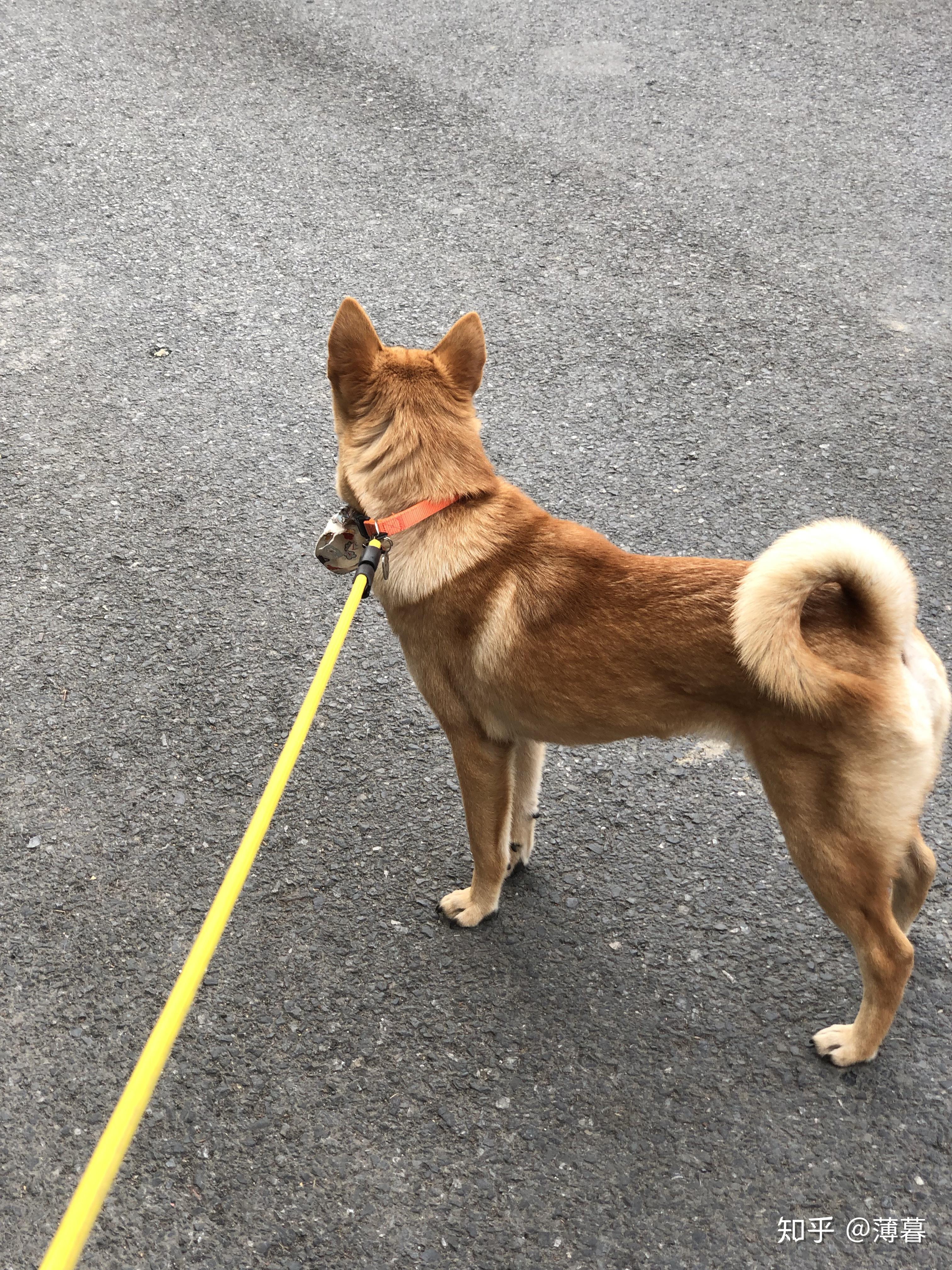 如何买到一只纯种的土狗(大黄)? - 知乎