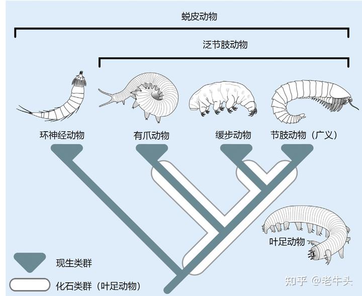 节肢动物，恐虾纲，异虫纲三者之间的演化关系是怎样的？