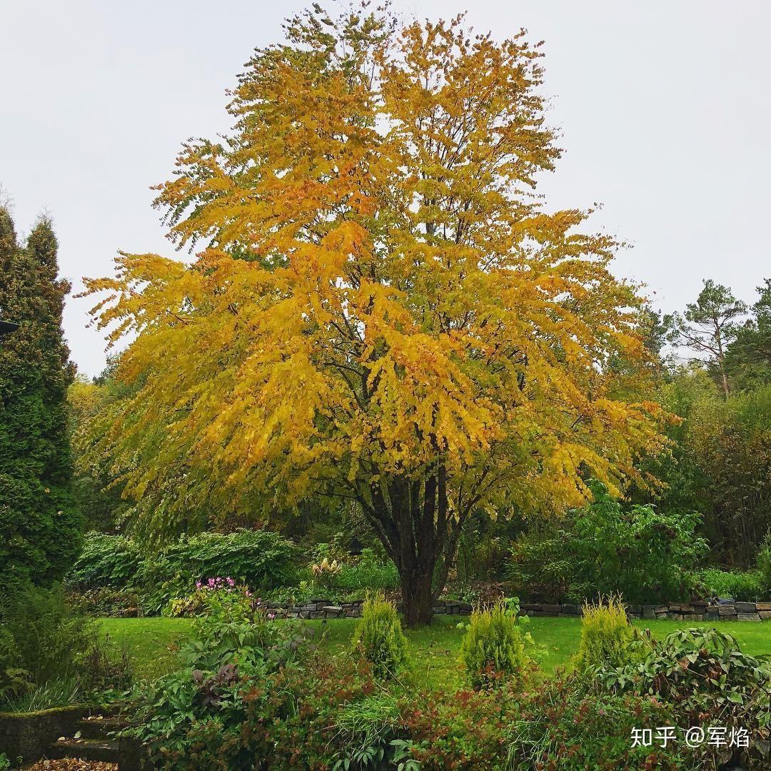 这什么神仙树啊|花园植物 - 知乎