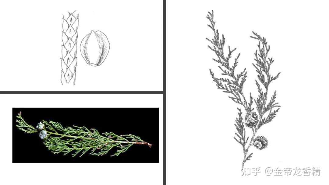 香精与香料(106)—柏木 - 知乎