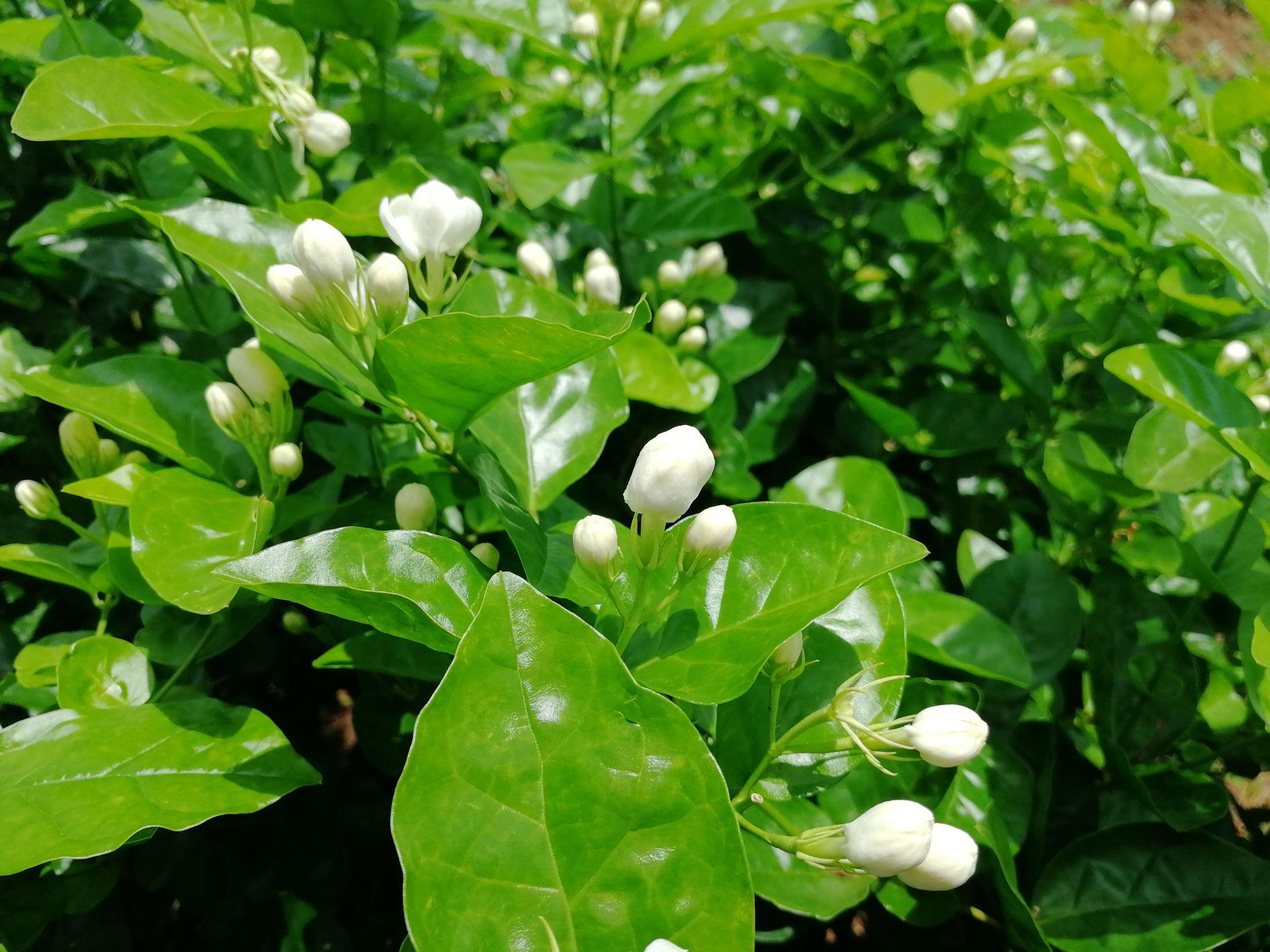 茉莉花为什么不开花?