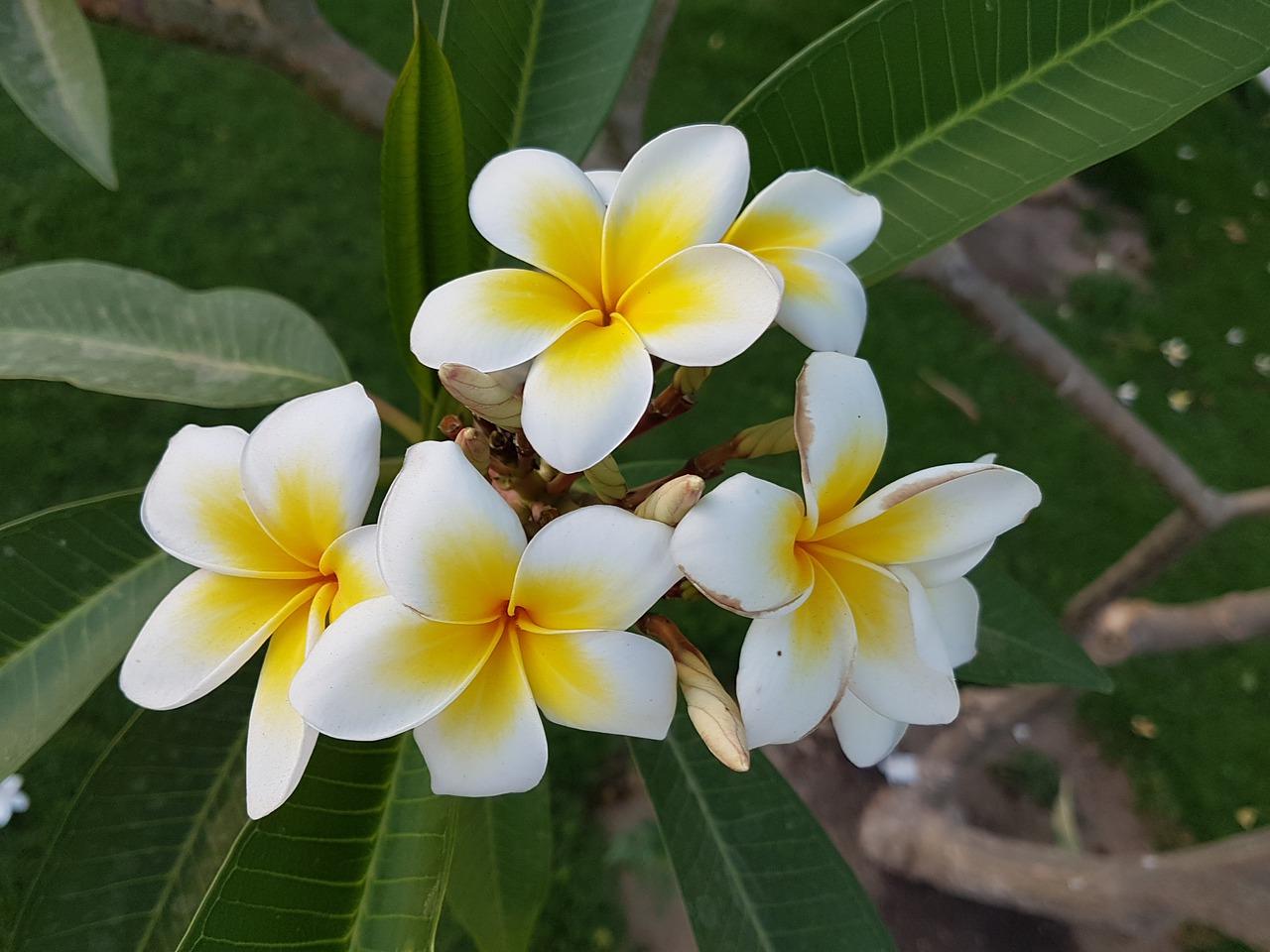 什么腊梅花什么开放了