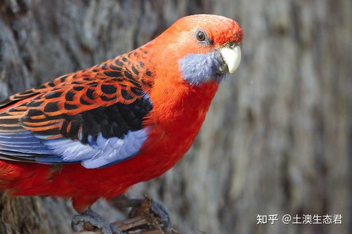 鸟类有嗅觉吗？