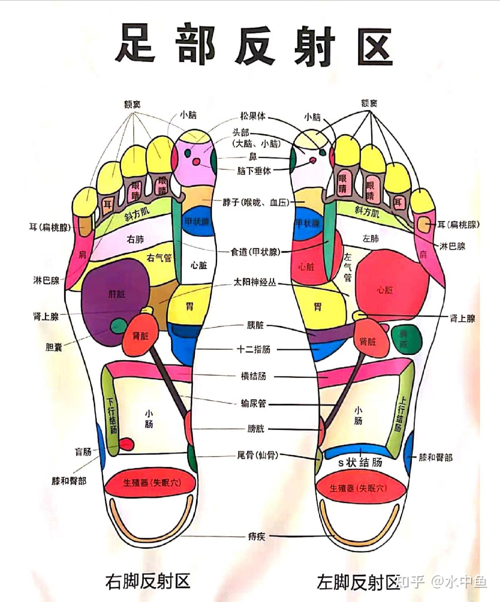 足部反射区按摩的正确操作方式