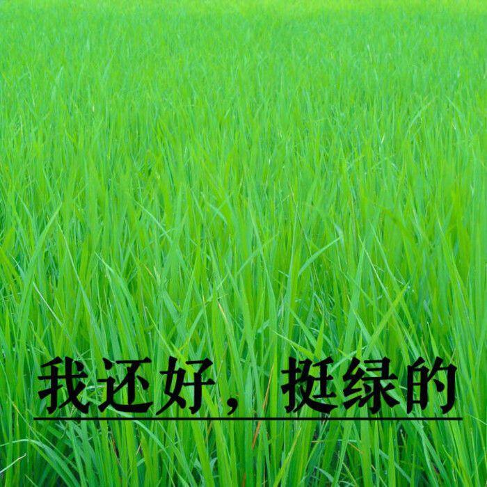 有没有一些搞怪无厘头的情侣头像