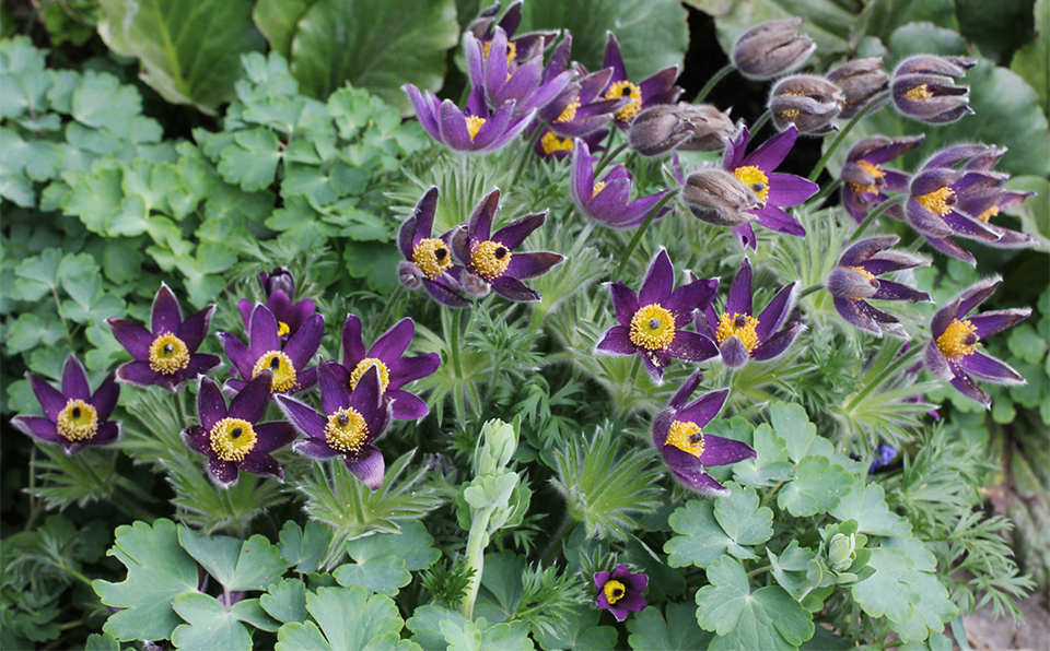 老婆子花是什么植物?最好有图. - 知乎