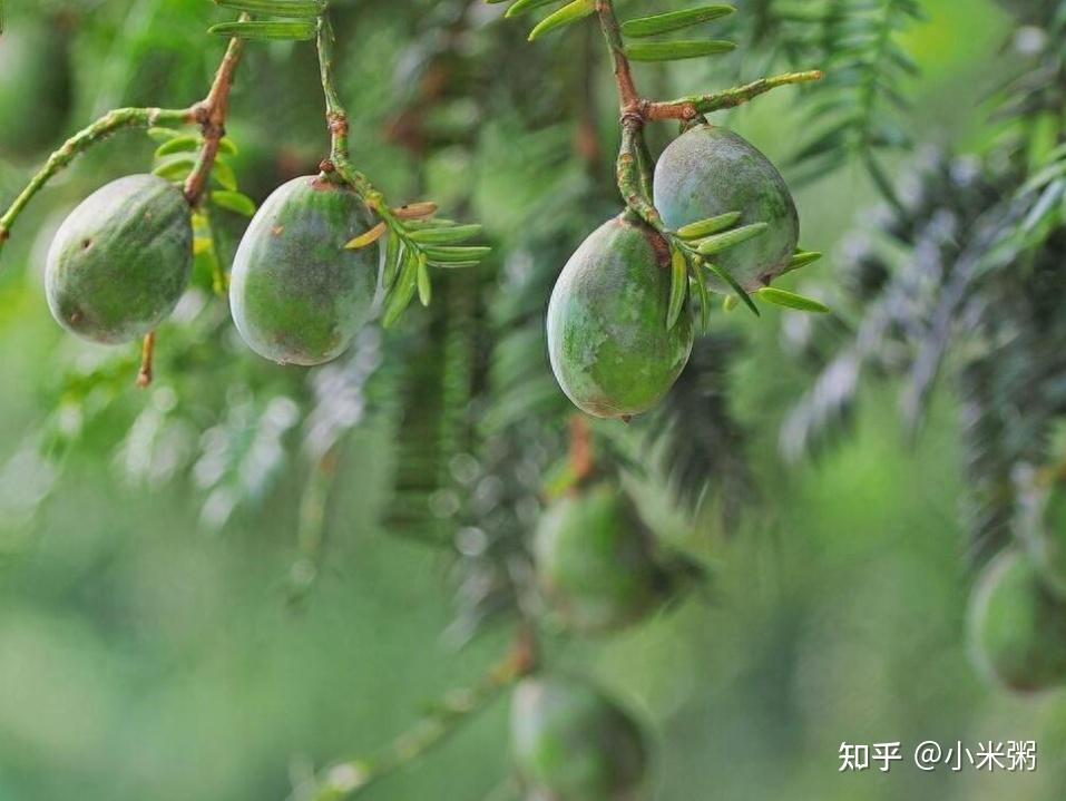 中国特有的“珍稀药材”,杀三虫,治三痔,润三脏,一树益三代 - 知乎