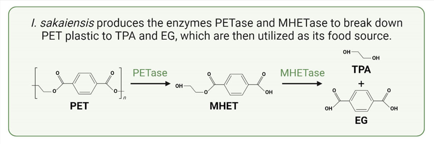 Petase Structure 塑料降解细菌的发现及其环境治理潜力 - 知乎