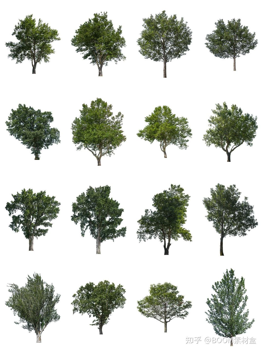 素材分享丨大树木树枝树冠真实参考植物绿植装饰场景后期合成PNG免抠素材 - 知乎
