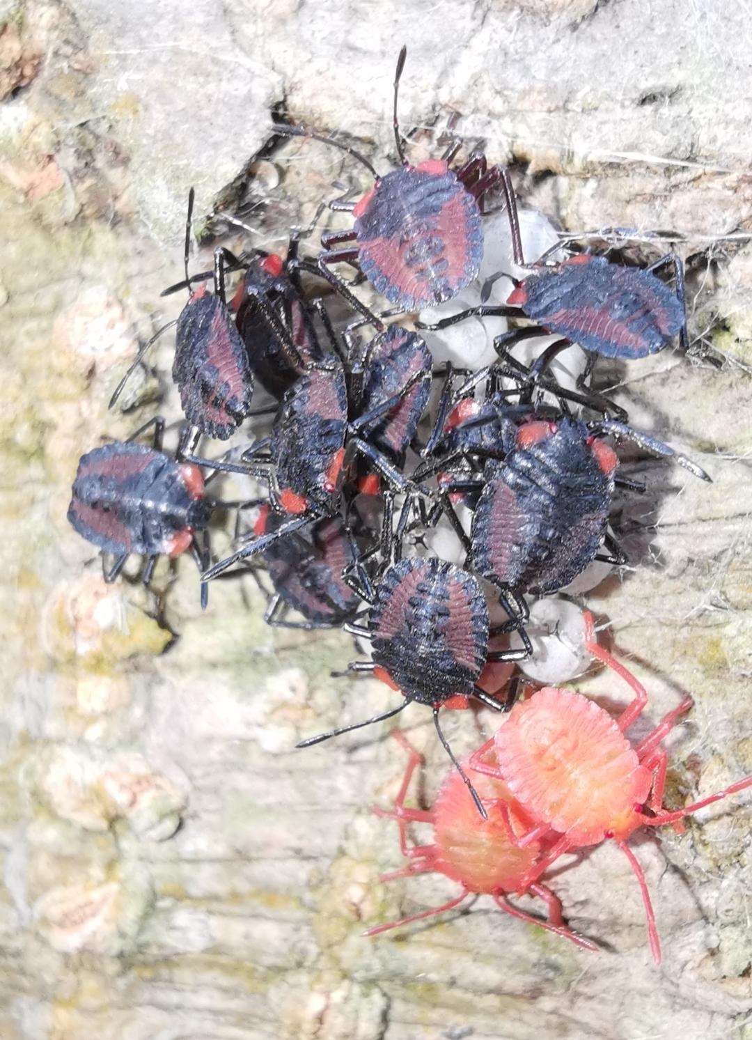 这是什么虫子,在被子里发现四只,会咬人吗?