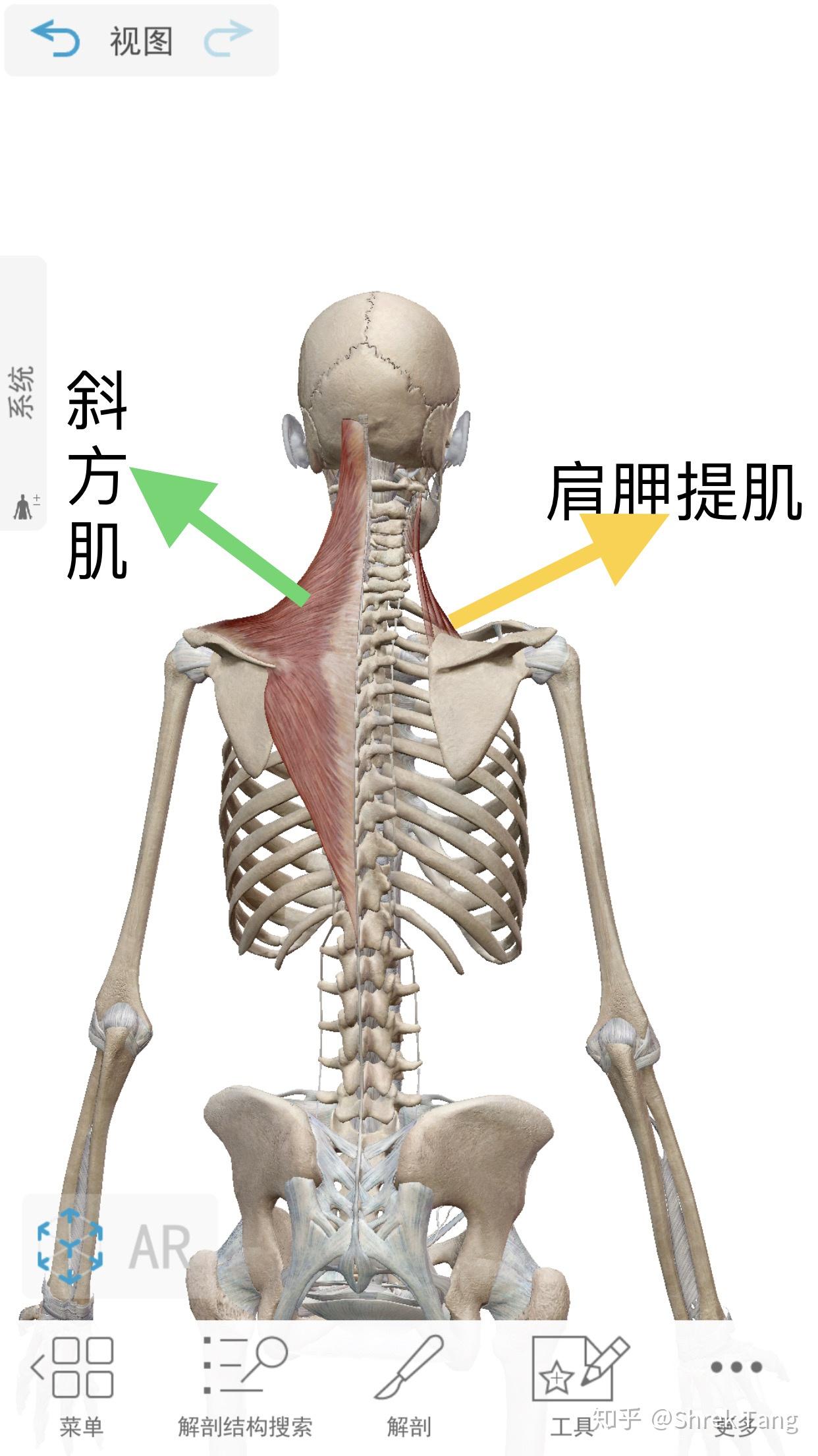 肩膀後背骨頭凸起來是怎麼回事