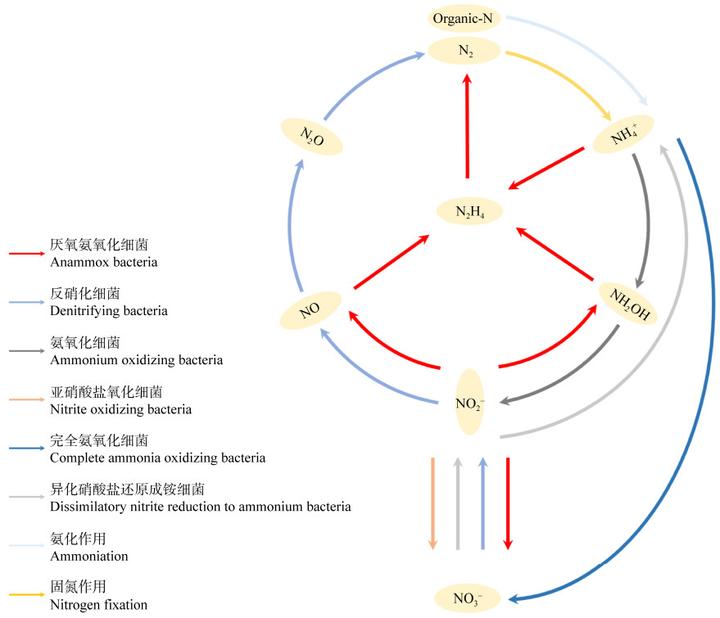 综述厌氧氨氧化（Anammox）污水处理系统中的氧化亚氮（N2O）的排放 机制与控制策略 - 知乎