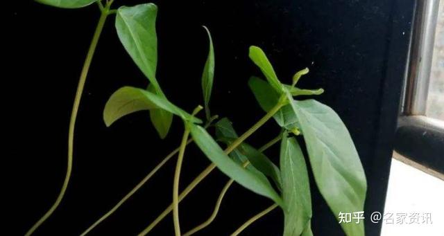 植物的向光性对植物生长有何影响? - 知乎