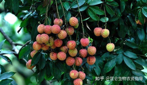 荔枝膨果增甜上色用什么药？荔枝膨果上色期增产增甜管理技术 - 知乎