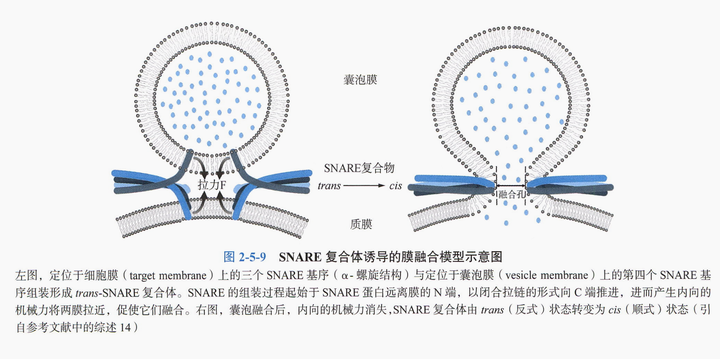 囊泡-《神经科学笔记2》 - 知乎