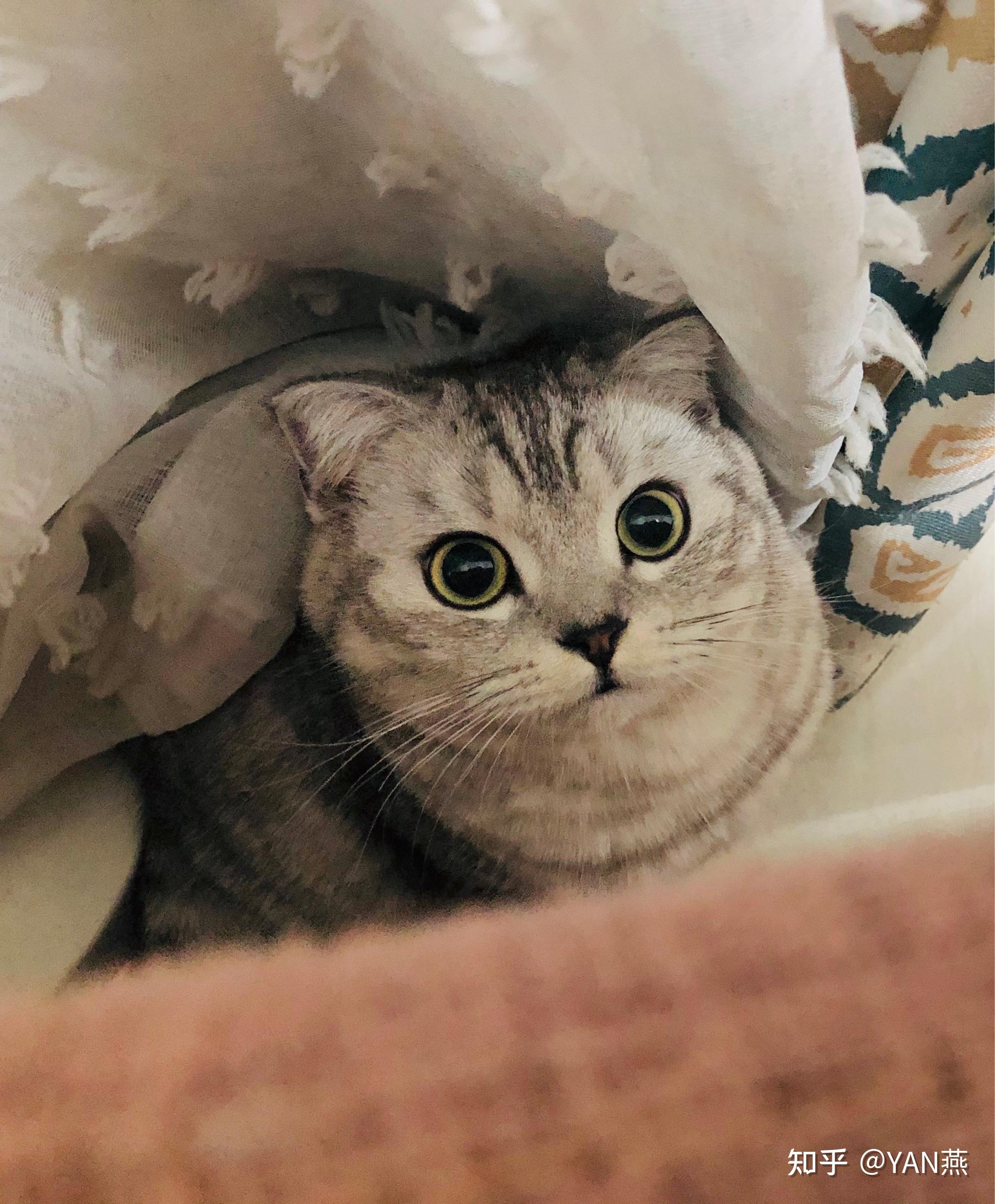 请帮忙看看,耳朵小就是折耳猫吗? - 知乎