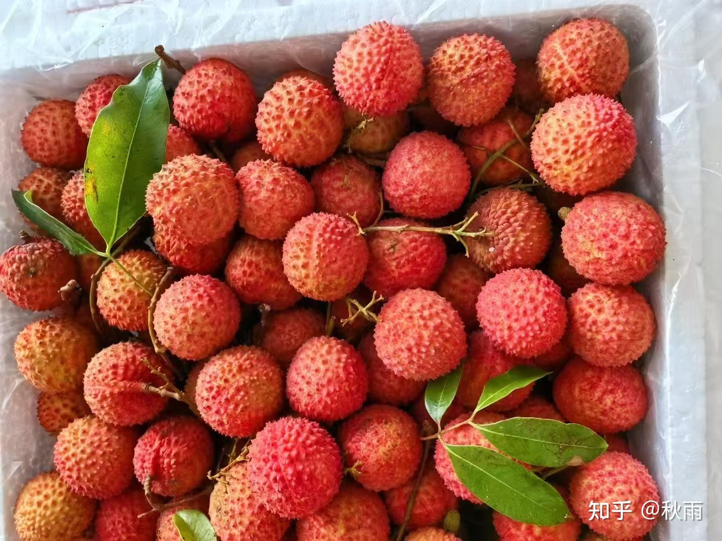 荔枝品种多 什么品种的荔枝更好吃? - 知乎