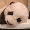 小尾巴狼