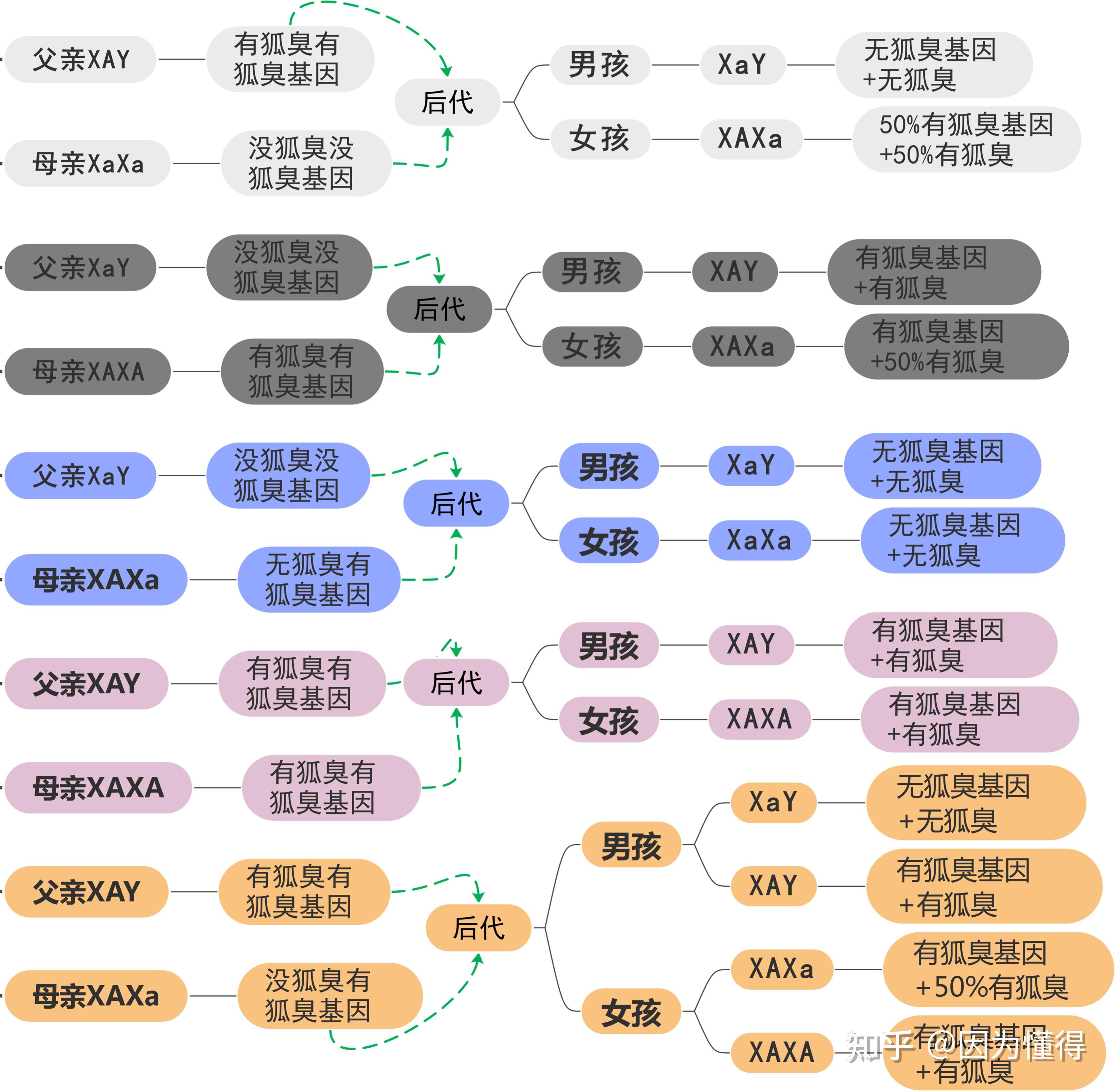 遗传图解模板图片