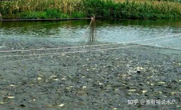 造成池塘水体浑浊的原因有哪些? - 知乎