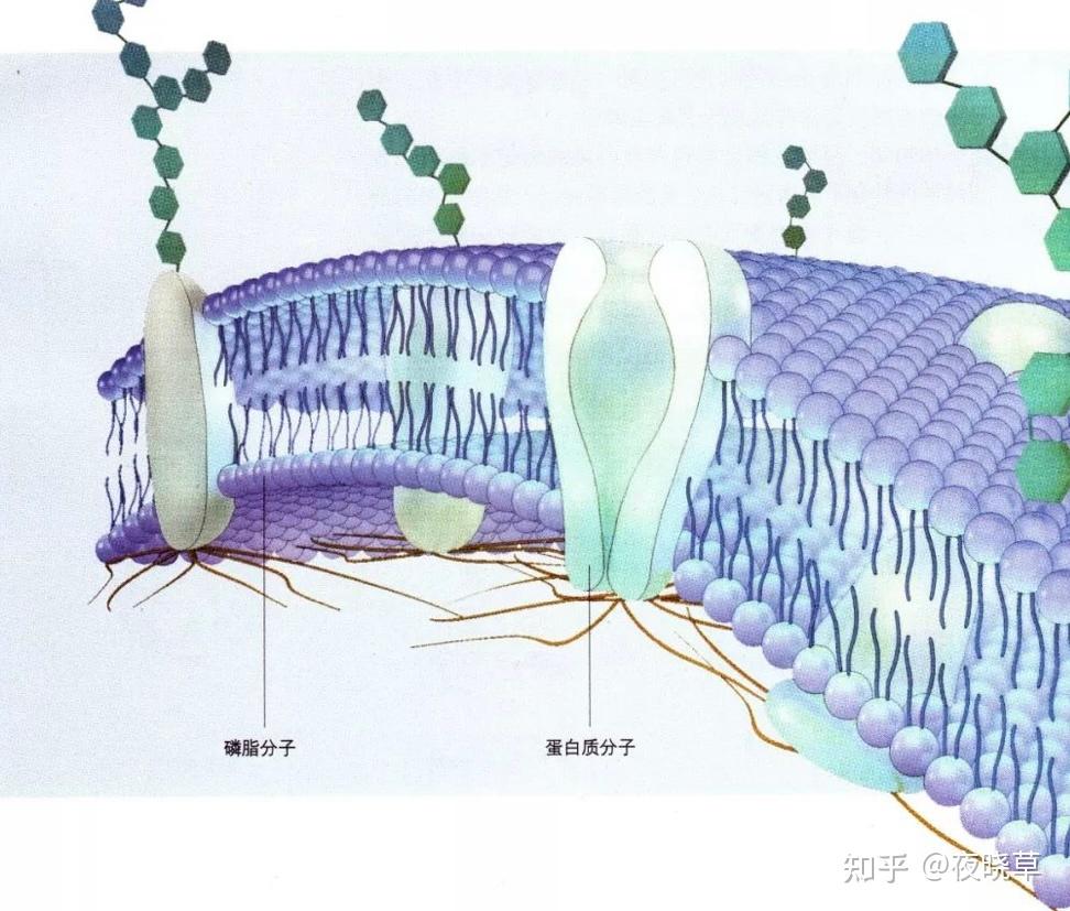 细胞膜中磷脂双分子层是对称的吗? - 知乎
