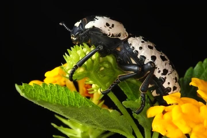 为什么动物进化不出皮甲？