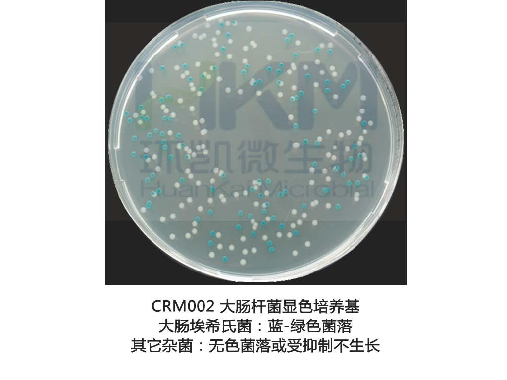 大腸桿菌和金葡菌在各培養基的菌落形態