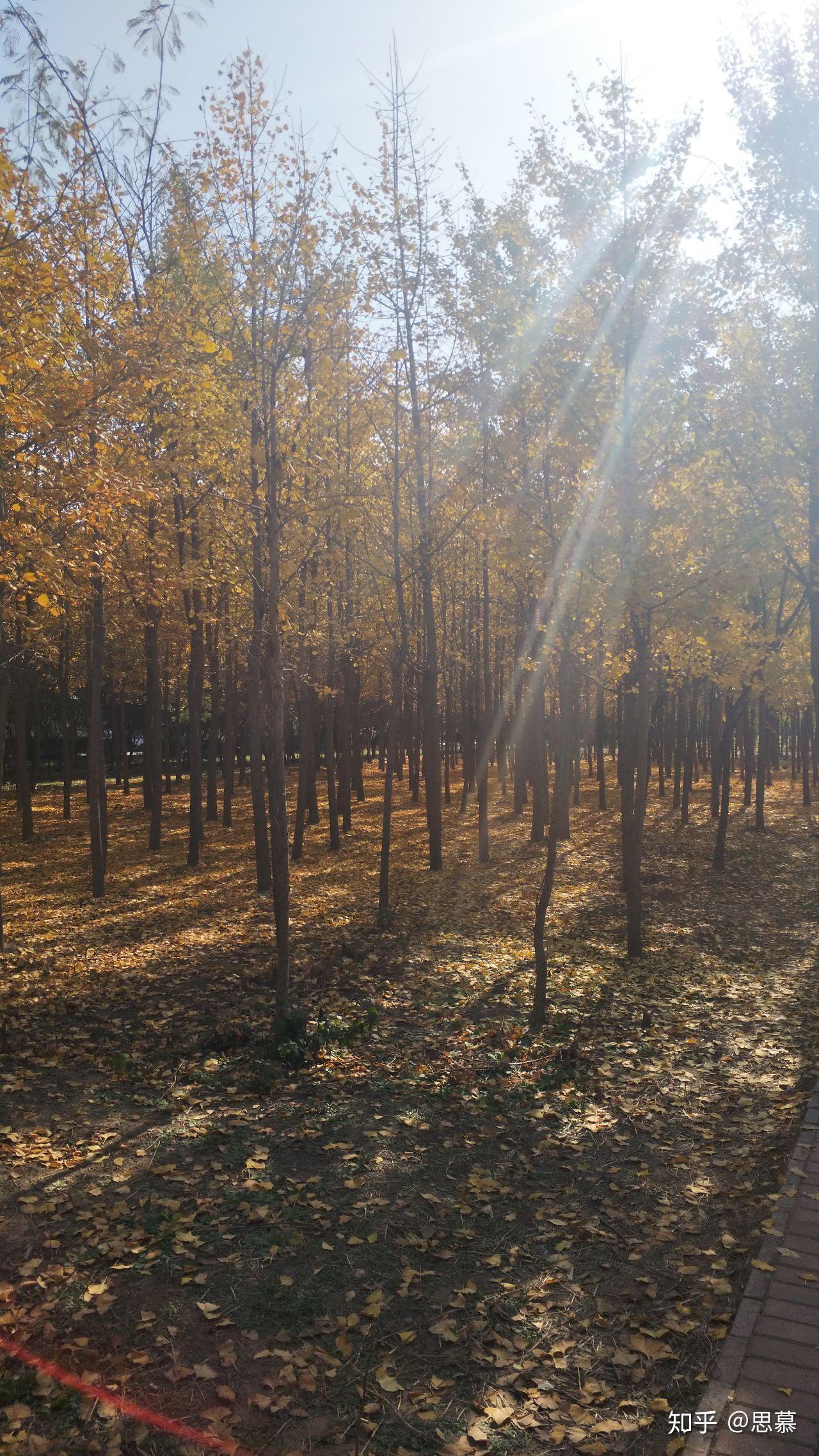 河南财政金融学院专科毕业证书图片（河南第二所有空调的大学 第一个是郑大冬天有暖气 全年自习室空）