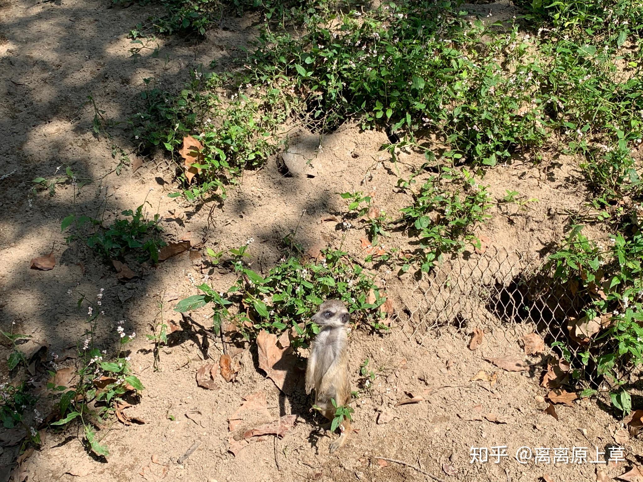 如何看待上海野生動物園飼養員實施作業時被熊攻擊不幸遇難一事類似