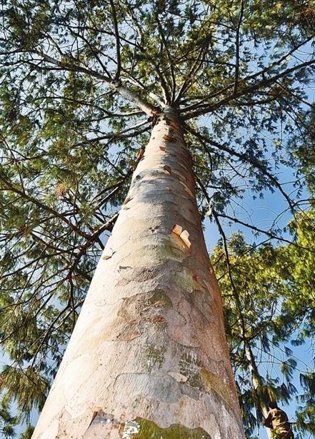 国家一级保护濒危珍稀植物巧家五针松