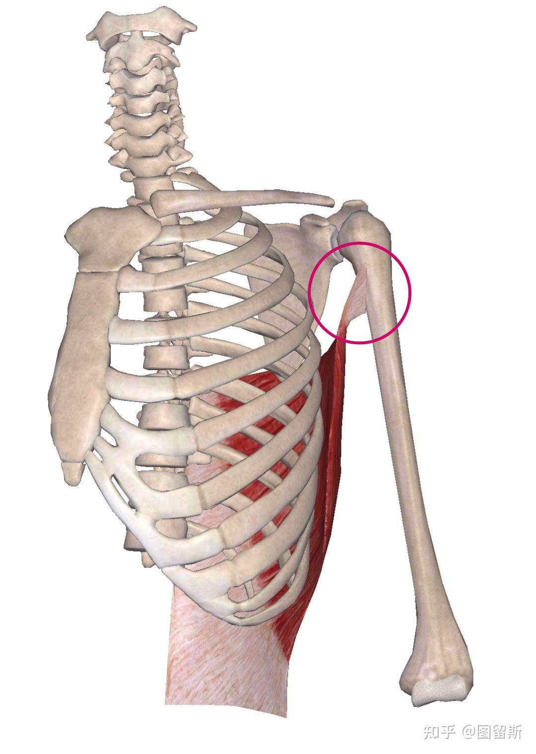 如何训练背阔肌每次练背之后背阔肌感觉很微弱是不是有什么动作要领没