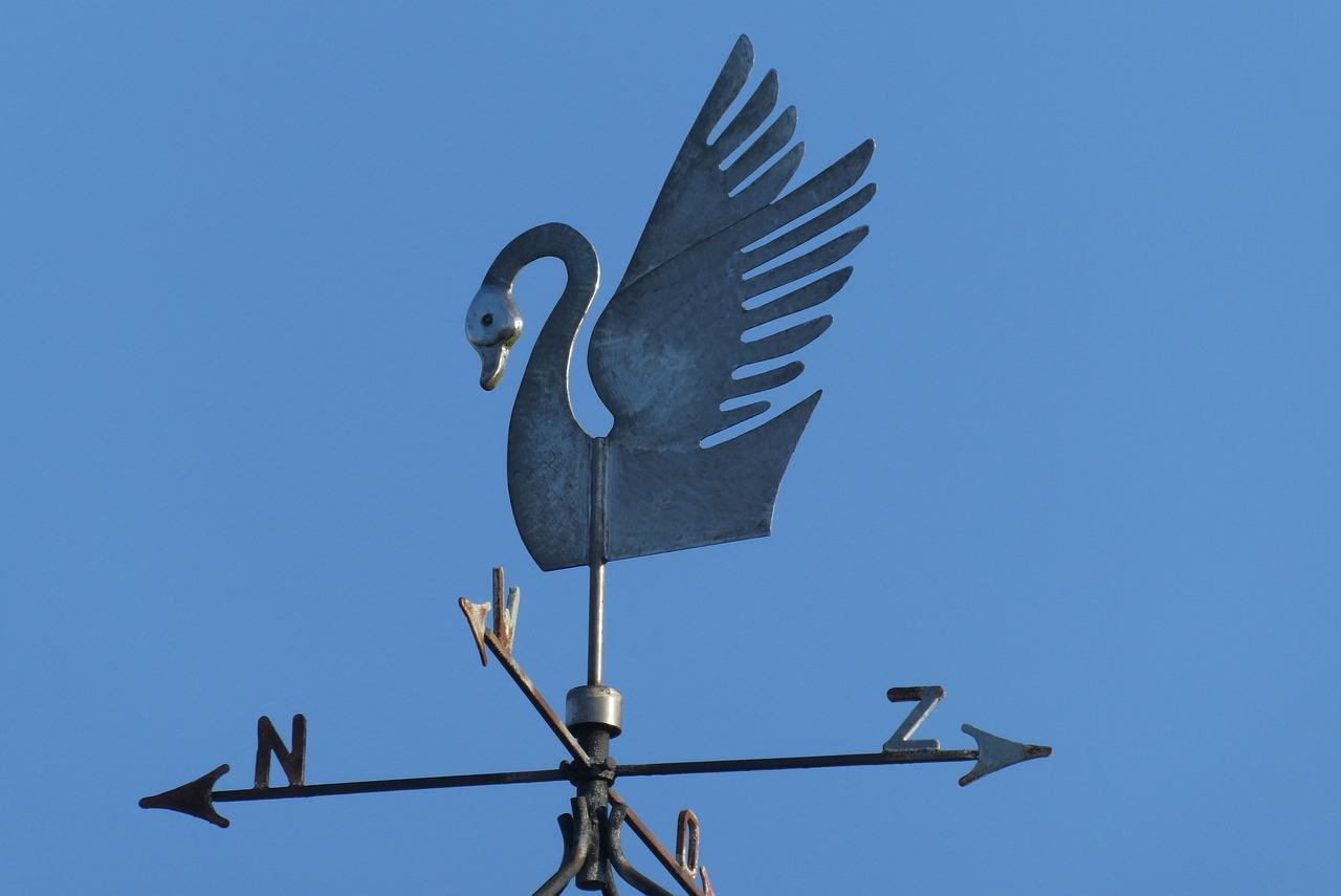 天鹅的白色羽毛