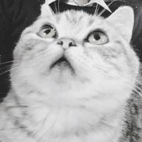 Zhihu profile picture for @messaging