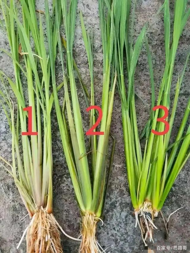 哪个是草哪个是秧苗? - 知乎