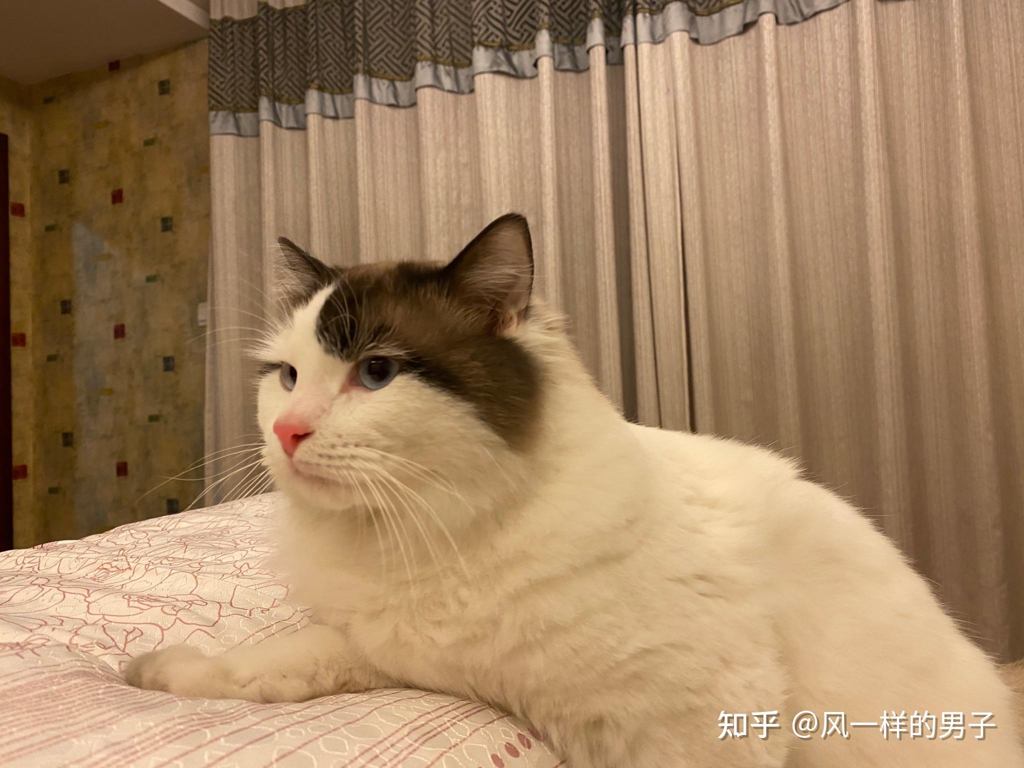 大家看看我这只布偶的面具可以吗