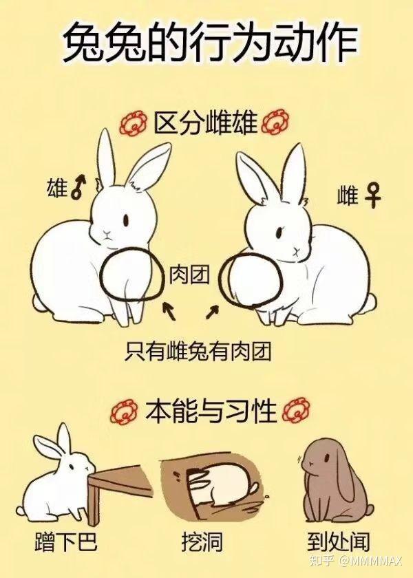 雄兔兔和雌兔兔的区别哪位大神可以用图片回答我一下