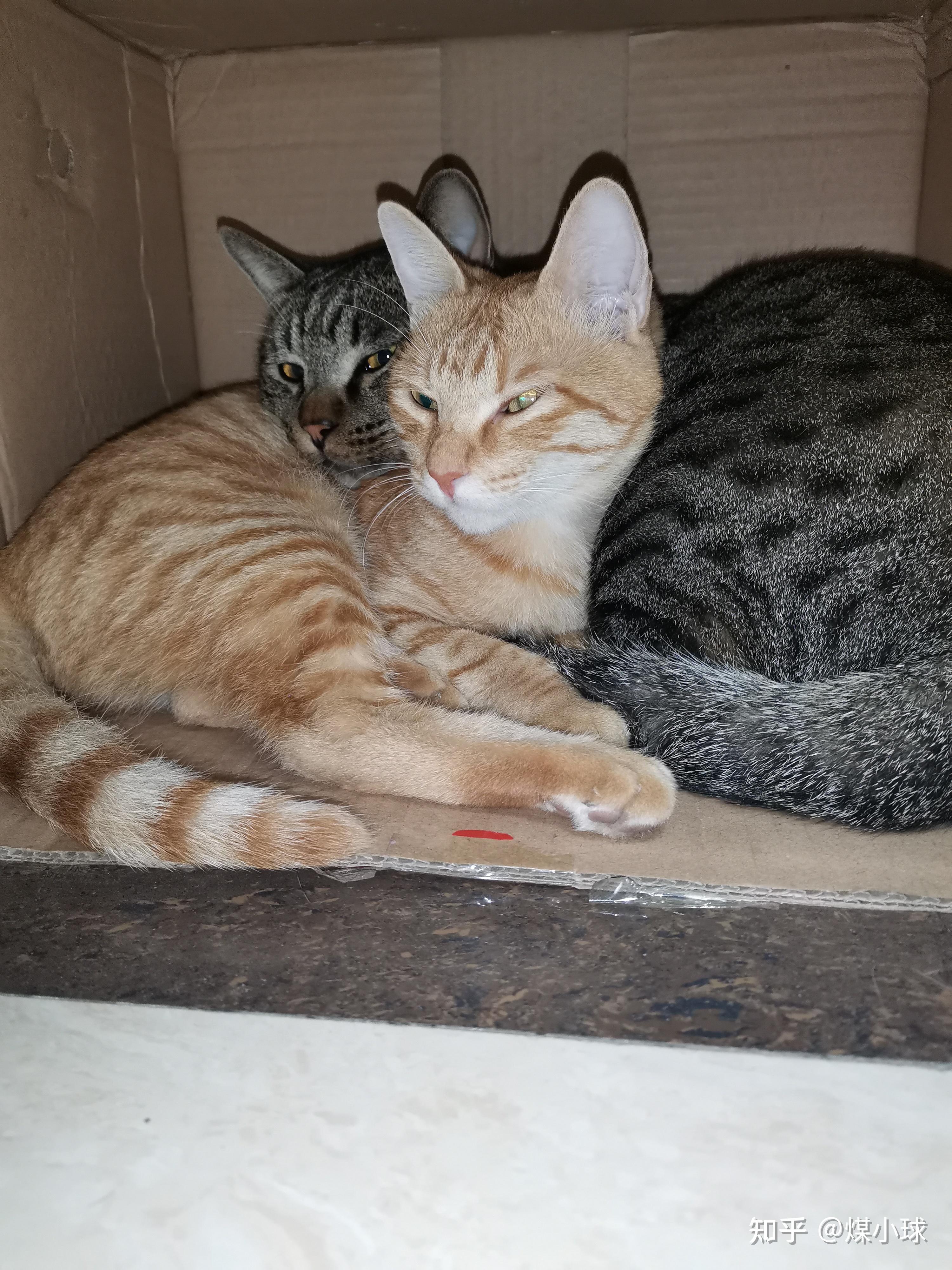 家里孩子想养一只猫猫想先养中华田园猫请问橘猫和狸花猫哪个亲人一些