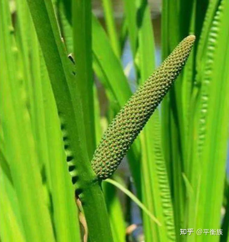 精油安全性系列2:癌症患者与芳疗精油 - 知乎