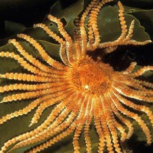 labidiaster annulatus 知乎