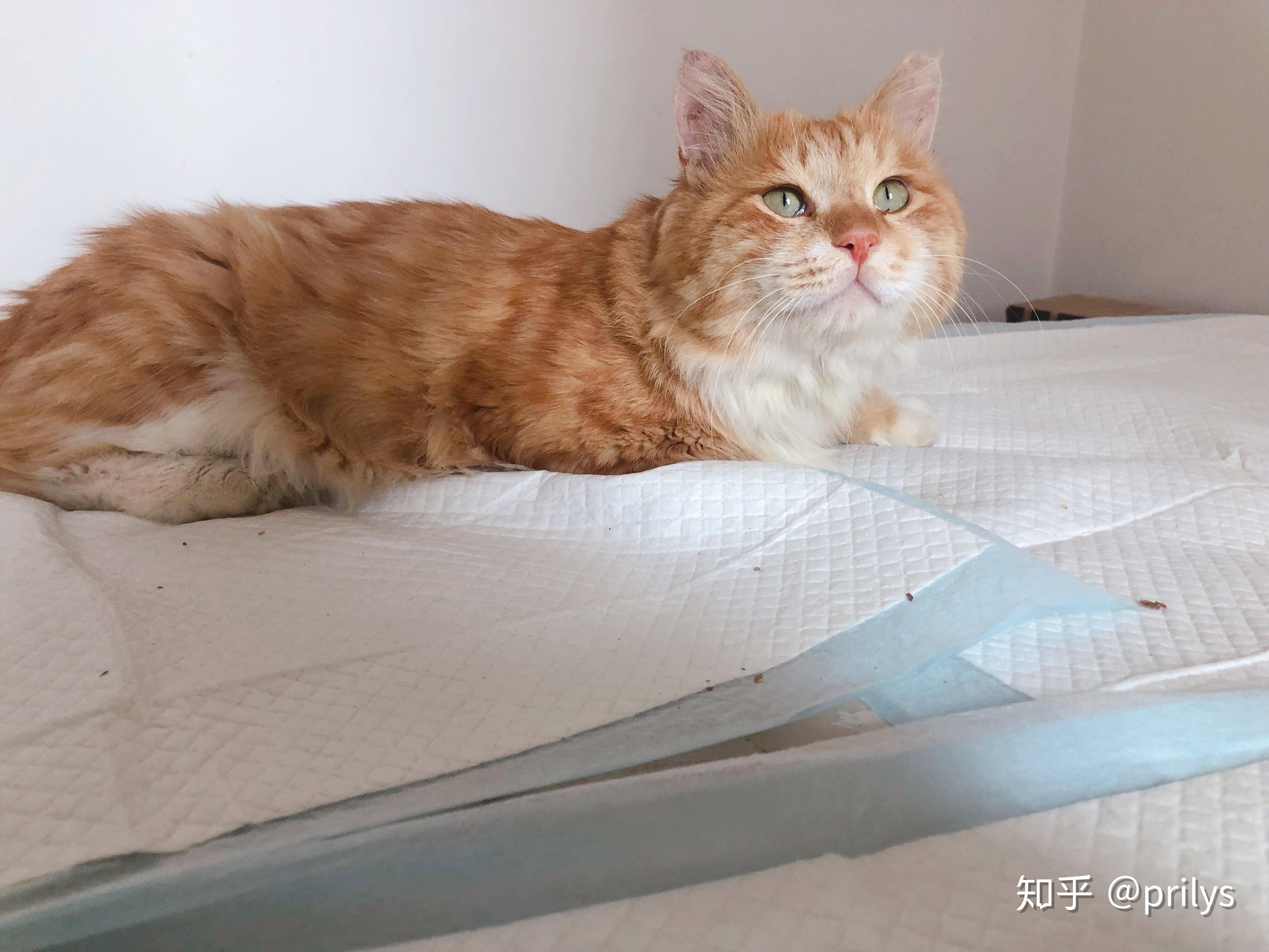 可以给我看看你们的橘猫吗