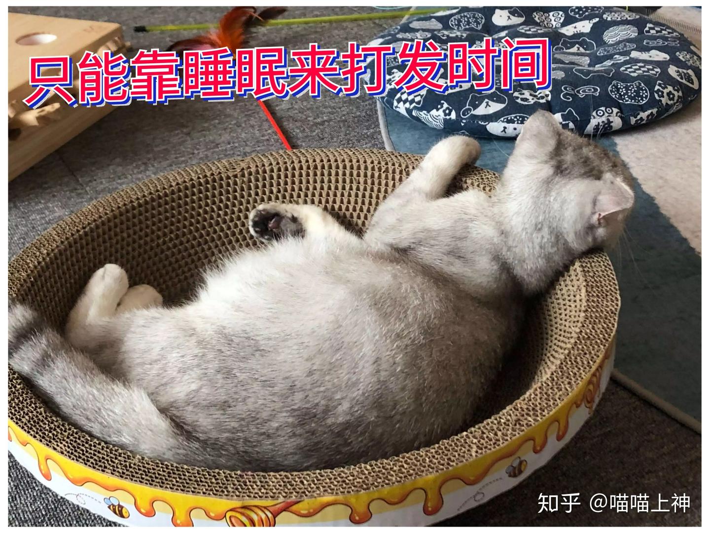 做只猫真不容易,寂寞、空虚、冷 - 知乎