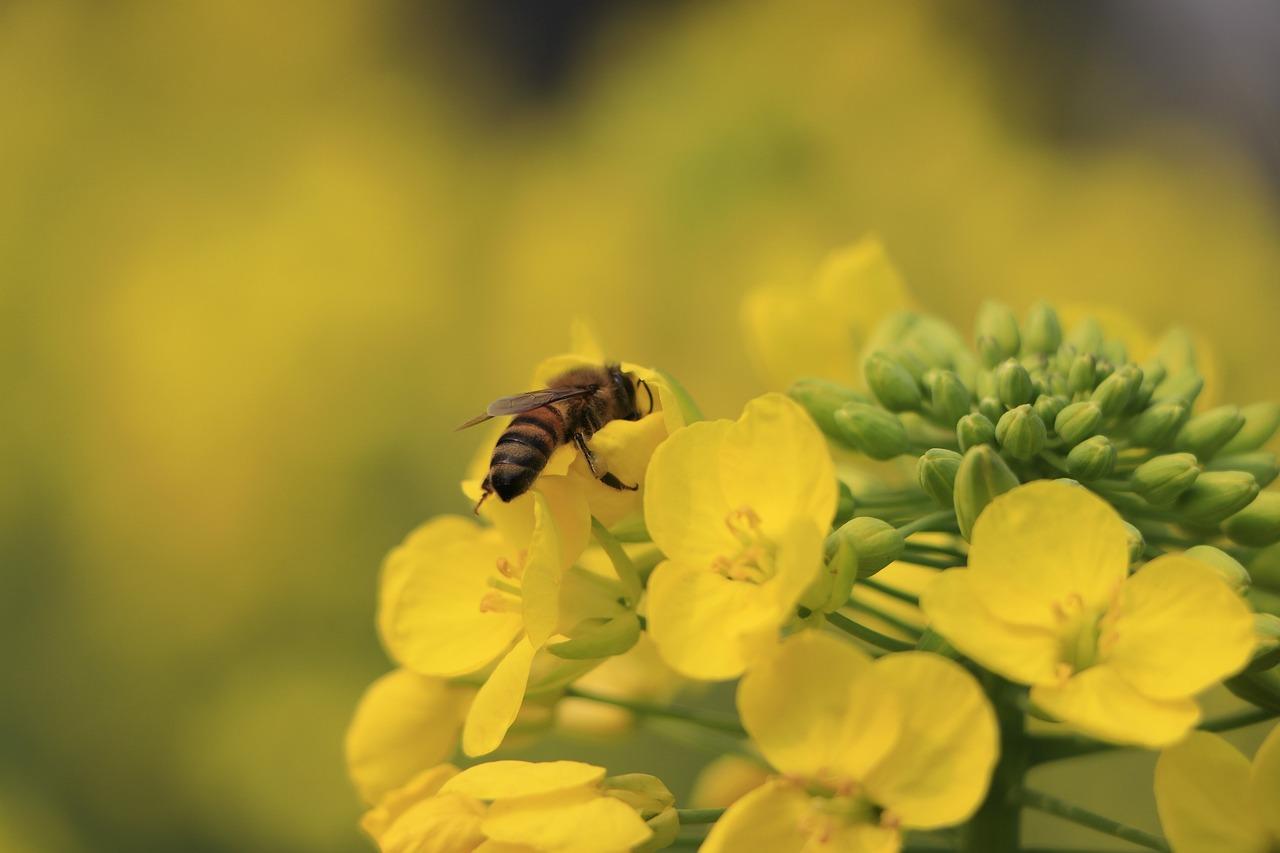 春游踏青，感受大自然的美好