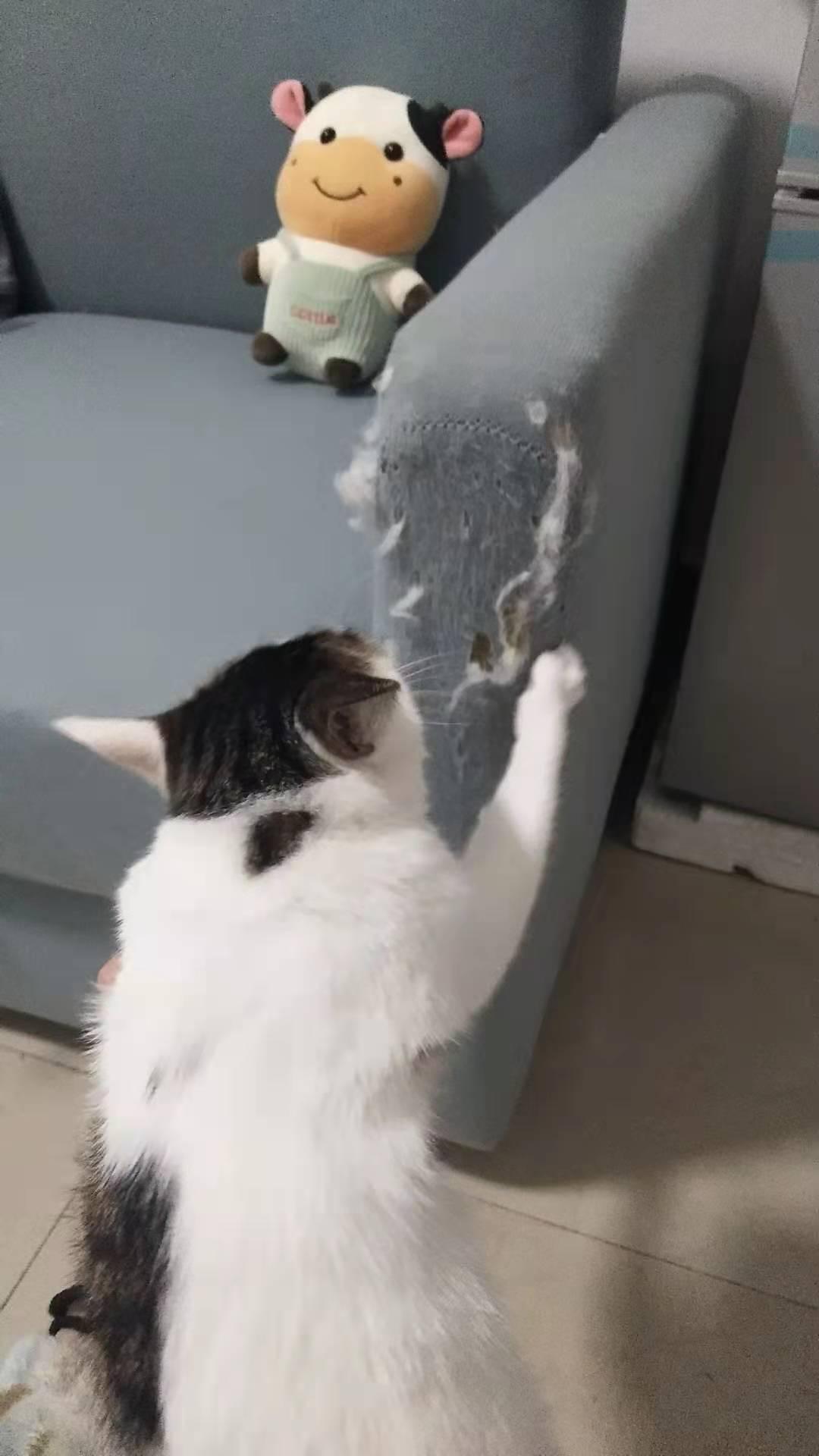 怎么纠正猫咪抓挠沙发? - 知乎