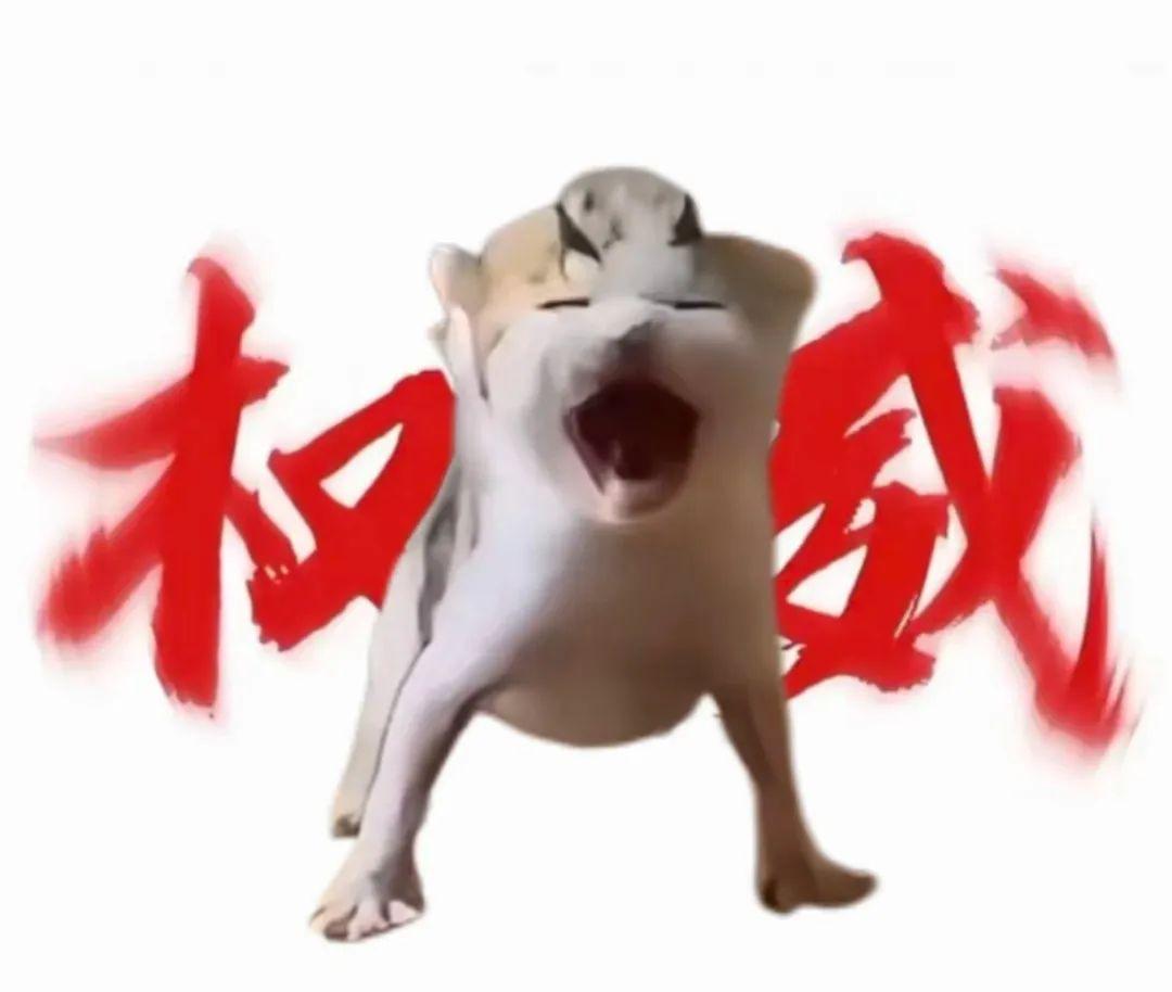 猫meme权威表情包大全 - 知乎