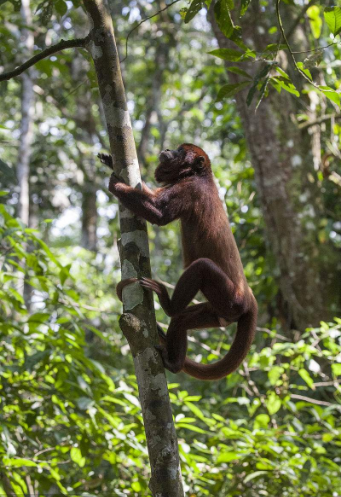 猴爬杆的几个手法变化