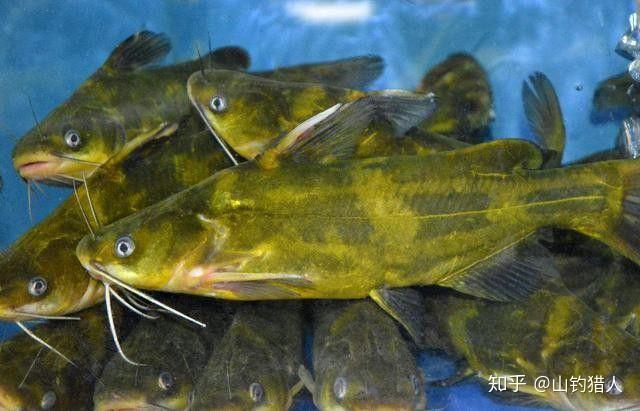 黄色的是什么鱼? - 知乎